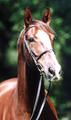 Farlap knows that he is a very good athlete. His grand dam is the full sister to \"Moritz\", Olympic Games Barcelona \'92 double clear rounds with Peter Erikson / Sweden.
