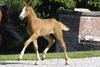 Etiche , bred like an international jumper, moves like a top dressage prospect.