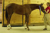 leaves enough room for imagination; already modelling like a successful future hunter in the conformation classes.