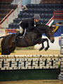 owned by Carol Stillwell, successfully shown in the Hunter Derby Division with David Connors in tack.
