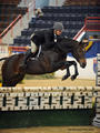 owned by Carol Stillwell, successfully shown in the Hunter Derby Division with David Connors in tack.
