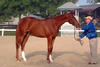 Pilotmaster winner in the several hunter lead-line classes, certainly a perfect future hunter prospect.