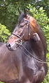 Chukka \"His eye certainly is the mirror of his soul!\" Perfect attitude, very good balance and excellent ride ability, makes the training super easy for him.