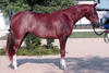 Dona Gabriella by Don Alfredo, here winning a \"Hunter Lead Line Class\" at the age of two. She has a very pretty, beautiful conformation and looks like having an extraordinary good disposition.
