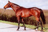 Irish Taxi xx is the dam sire of Okeechobee. He had a very successful career on the big race tracks in Ireland, Great Britain and produced several offspring for the open jumper classes.