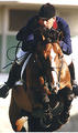 Quidam de Revel is one of the most influential breeding stallions in the world.