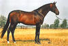 Beach Boy , by Zeus - Lucky Boy xx, is the dam sire of Coconut Creek and his full brother Fiero. Beach Boy also is the dam sire of the international Grand Prix jumper stallion Arko III, Nick Skelton / GB.