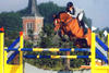 Altaire , by Clinton and dam of Etiche, jumps successful at 3* and 4* CSI with Olympian Dirk Demeersman.