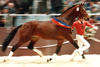 was the Champion stallion during the Oldenburg approvals 1985. One year later he was the top seller at the world famous PSI auction and competed successful up to the FEI Grand Prix dressage through out his career.