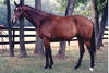 Antonio , by Anhaltiner - Jet Stream xx. This is one of the pur bred producs out of our management. Suzanne purchased Anhaltiner from us as also the mare Jet Set, by Jet Stream xx.