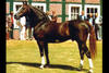 Furioso II he legendary Furioso II sired innumerable sons for the equestrian world. One of them is Furioso Z, who has Gotthard as his dam sire, another famous, legendary breeding hero.