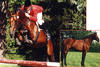 Fetiche Du Pas is an outrageous competitor in the big Grand Prix classes.