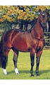 Raphael , by Ramiro - Abhang, sired through out his breeding career innumerable international successful Grand Prix jumpers; there as Ralph, Luciana Denise, Roxanna, Eric Lamaze and many more.