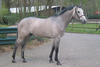  at the age of four with an athletic conformation, an indication for his enormous quality.