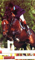 , by Alme`- Rigoletto - Camper, jumped himself at Grand Prix level and produced several international Grand Prix jumpers. He also is the dam sire of the international Grand Prix stallions Toulon and Vancouver D`Auvray.