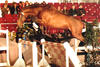 Elimcal xx breeder Nelson Pessoa / Brazil , received 10.0 at the stallion approvals in Oldenburg. He got lots of ribbons in the bigger Grand Prix classes in Germany.