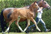 Fiero during his foal inspection in Evergem. His dam Hydra produced lots of successful sport horses.