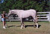 Don Altivo by Don Alfredo - Vienna Waltz is today successful in the hunter ring. She wins in conformation classes, under saddle and over jumps. She inherited all the positive attributes from her Dad Don Alfredo.