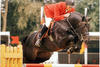by Contender - Frontal xx was one of the most beautiful young jumpers. Through out his career he finished successful the international Grand Prix classes.