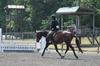 is winning most of the \"under saddle\" hack in the various hunter divisions; here with Bruce Christinson on board floating across the ground with a huge stride.