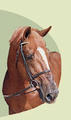 Le Tot de Semilly is sire and Grand sire of more than 45 approved stallions, passing on his outrageous genes.