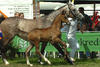 Gucci Bush Z will canter up to the jumps as shown, once he is under tack.