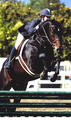Coltrane during the first HITS winter circuit in California, successfully shown and in the ribbons with Emily Wohlford aboard.