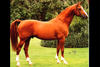 Lys De Darmen , by Et Hop x - Tanael (Ibrahim) - Fra Diavolo xx sired during his career innumerable offspring for the \"big\" jumper ring as also for the dressage arena. His own family line produced several approved stallions.