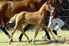 Etiche with rangy movements, scopey stride, athletic conformation.