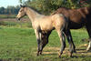  still with his mom out in the field. A few weeks later he came to the Schonebeck.-Stable.