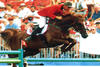 Denizen is a descendant of the famous stallion Diskus. He showed over several years in the international Grand Prix ring with Tim Grubb on board.