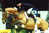 Sheyenne De Baugy successful at G. P. level, sired innumerable international show jumpers. He is the direct half brother, to the international successful jumper stallion, one of the most influential breeding stallions in the world, Quidam de Revel