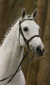 is a horse to \"die for\". His quality is phenomenal, his technique, carefulness and scope is promising for the real world of show jumping.