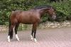 Fierro now at the age of 4 looks mature, with an athletic conformation, perfect for the hunter ring.