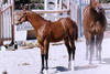 is one of numerous offspring and embodies all the competitive attributes of his sire Ironman.
