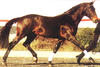 Non Stop by Darco - Carneval - Lord showed successful at international level. During his breeding career he produced numerous Grand Prix jumper as Vangelis S, ridden by Robert Smith / Great Britain.