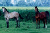  enjoying the time in the nice grass fields close to the ocean with his friend Alberto.