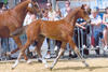 Okeechobee won several foal championships in Belgium. With a good conformation, a rangy, scopey stride he received multiple champion ribbon.