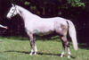 Starlet grew in to a good framed, athletic show jumper with long lines and enormous power.