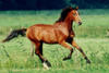 Apalachicola , as a yearling colt always playing around.
