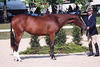 Phantasie one of Paparazzo\'s offspring winning the hunter lead-line class in the yearling division.