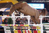Heaven van het Appelsvoordehof a direct relative of Apalachicola\'s family line, winner of the European Free jumping contest during the 2-5* CSI Mechelen 2009.