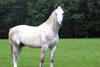 Gucci here at the age of three, enjoying the summer before it goes into the serious training. He got ridden earlier this year and shows great talent for the sport, he was bred for.