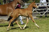 Etiche showed with very good expression during the foal ichampionships.