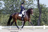 got his training with owner Romy and trainer Silke up to the FEI level and showed successful in PSG and Inter. I.