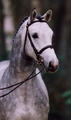 the sunny boy at Schonebeck Stable. He is from one of the best family lines in Europe. Several direct relatives were and still are competing at the highest international level.