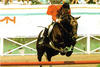 Feinschnitt Z is an offspring from the famous Hannoverian breeding program. He inherited all the positive attributes for the international Grand Prix arena. He finished 11th in the individual rankings at the Olympic games in Los Angeles 1984.