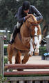 jumps with the most beautiful technique, coupled with scope and ease. His stride is as precise as the Rolex clock work.