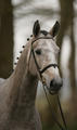  now in training with us, Umberto matured and turned into a very nice gentleman!