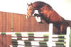 Acorado , free jumping in his early days in a stallion exhibition.